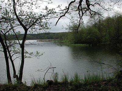 Der Rothenbacher Teich